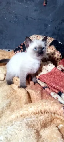 Gatos siameses 