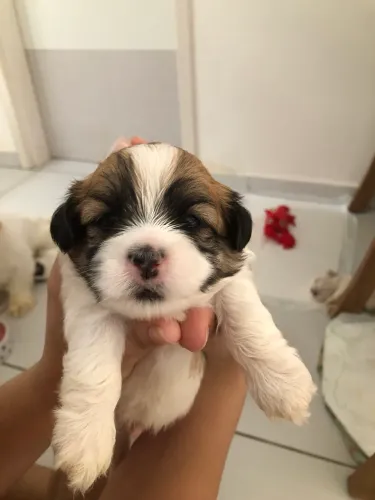Lhasa apso