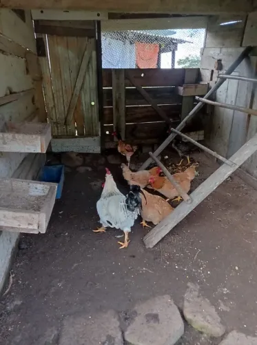 Galo e galinhas