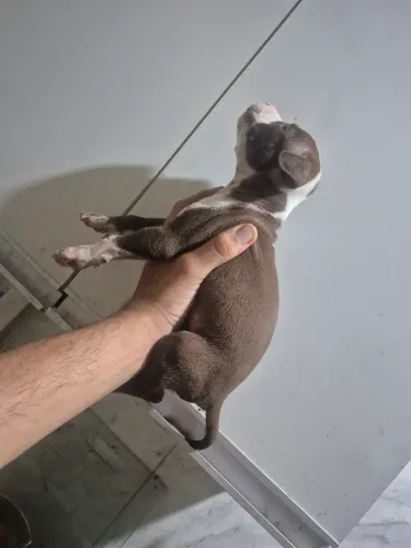Filhote de pit bull