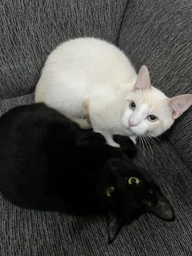 Gato branco macho e gata preta fêmea