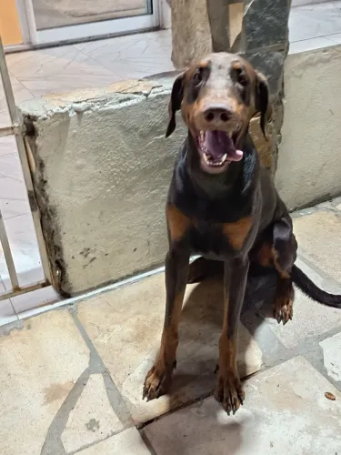 Doberman macho 1 ano e 6 meses