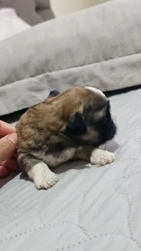 Shitzu