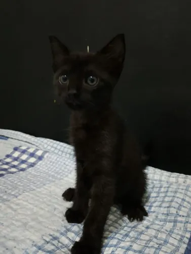 Gata. Filhote