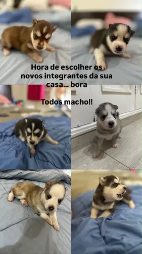 Husky siberiano