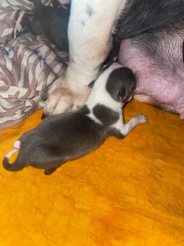 Filhotes de Pitmonster puros