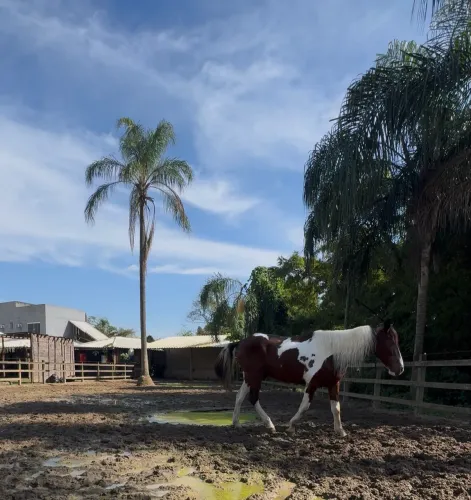 Cavalo Pampa LEIA ANUNCIO