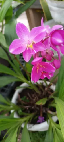 Orquidea terrestre roxa jarro cheio