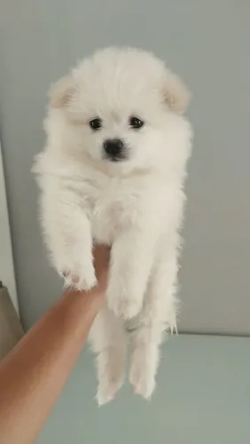 Spitz alemão Filhote