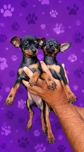Pinscher macho