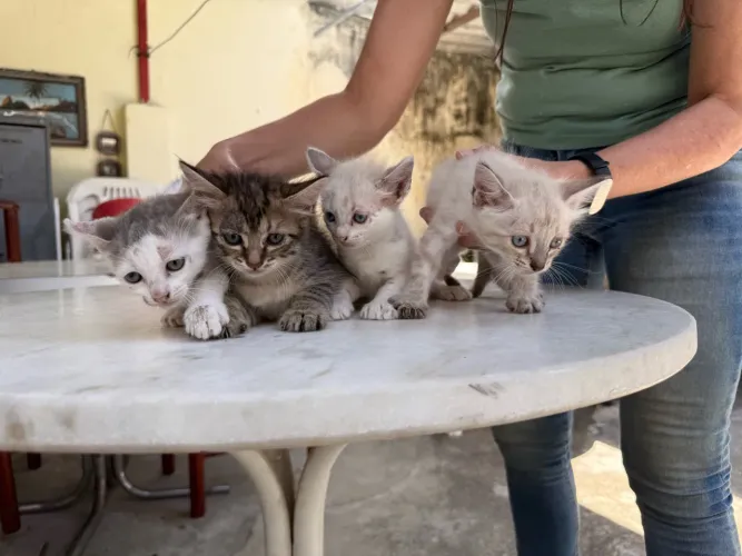 Gatas Filhotes - Adoção Responsável