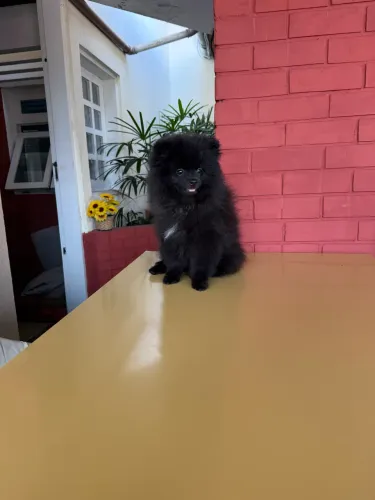 Vende-se Lulu da Pomerânia