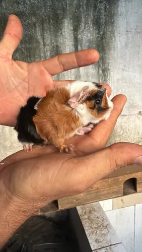 Porquinhos da índia (pelo curto e Abissínio)