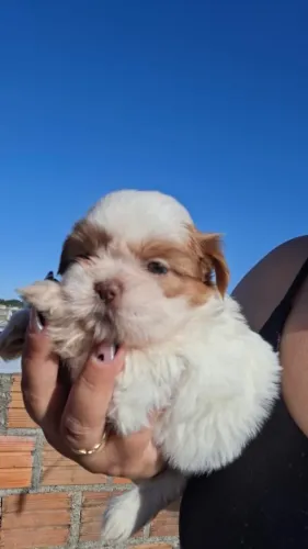 SHIHTZU FILHOTE