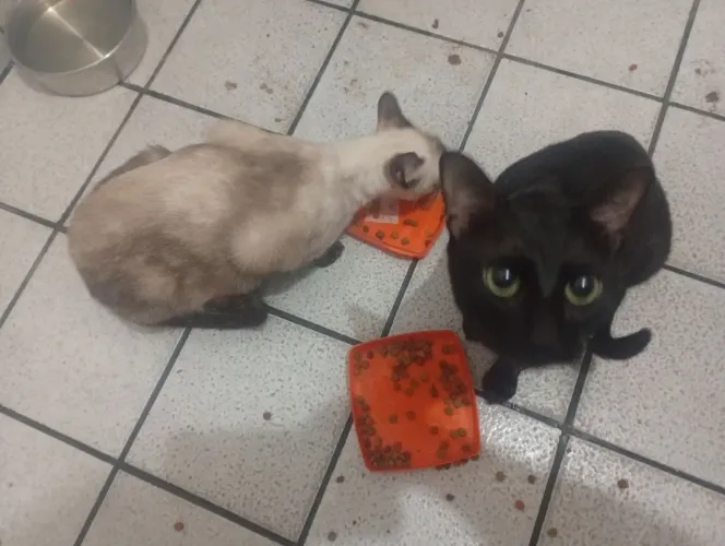 Gatos para doação 