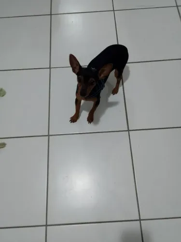Vendo esse lindo pinshe com 8 meses nomero 0