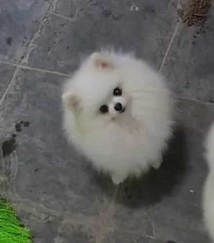 Lulu macho ursinho anao