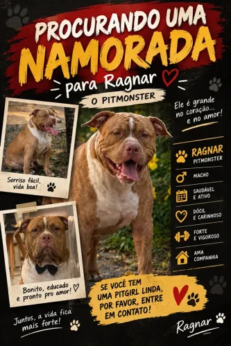 Pitbull Monster ( Bully XL ) disponível para cruzar