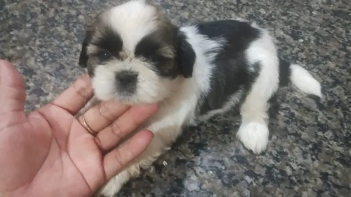 Vendo 3 filhote shitzu
