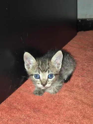 Gatinho