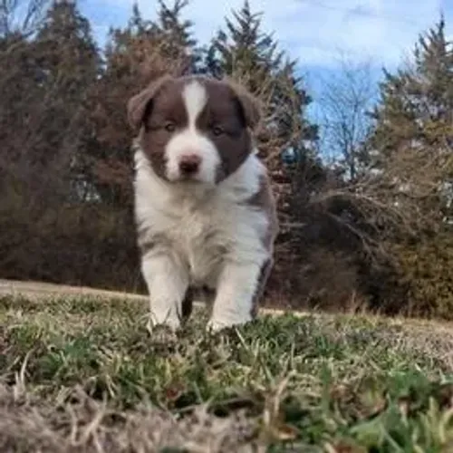 Border Collie,Border Collie Filhote Disponível Alta Qualidade