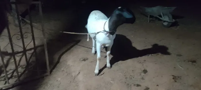 Vendo carneiro dooper 