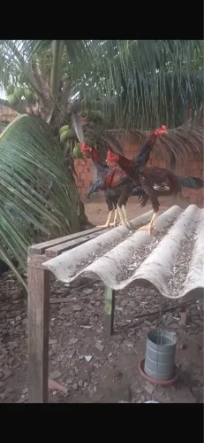 Frangos