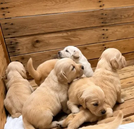 GOLDEN RETRIEVER CBKC