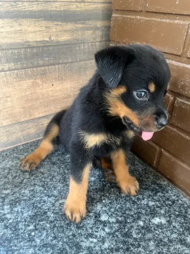 Rotweiler puro