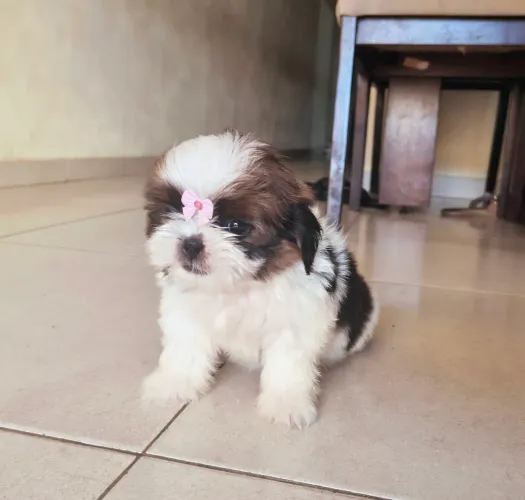 Shih Tzu Fêmea Micro