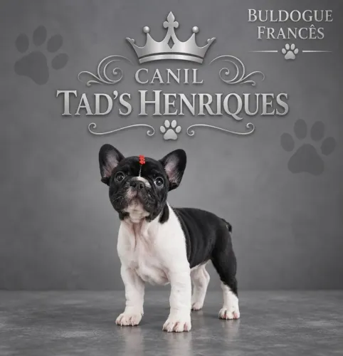 BULDOGUE FRANCÊS - LINDAS BBS
