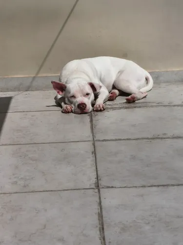Doação Pitbull dócil