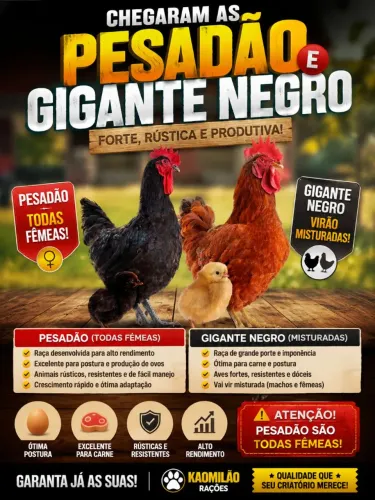 PINTINHOS pesadão e gigante negro