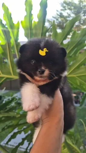 Spitz Alemão Anão/ Lulu da Pomerania