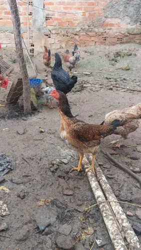 Galinha de raça 