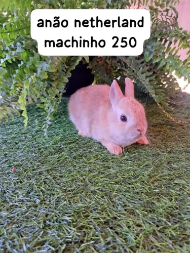 mini coelhos diversas cores e raças disponíveis