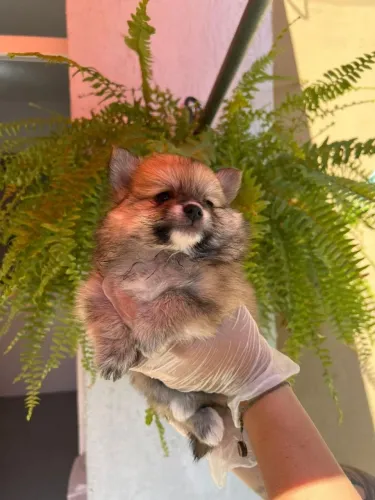 Lulu pomerania raposinha