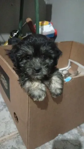 Vendo um Lhasa apso macho filhote 