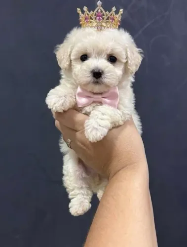 Poodle toy zero