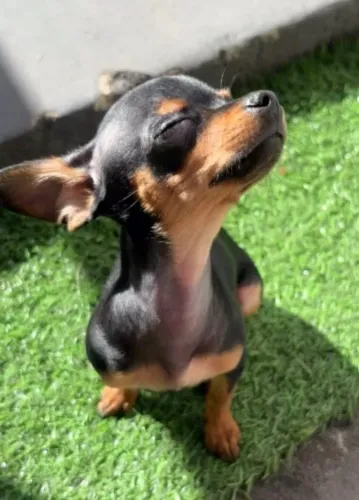 Pinscher N°0 Macho / Aceita-se cartão. 