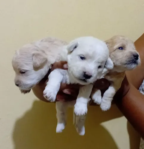 VENDO FILHOTES DE CACHORRO POODLE PEQUENO 