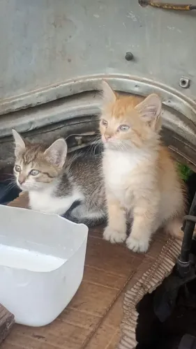 Gatos para adoção 