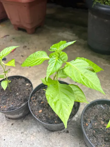 Mudas de pimentas karolina repear ( a pimenta mais forte do mundo)