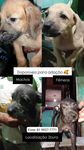 Pet para doação, raça não definida