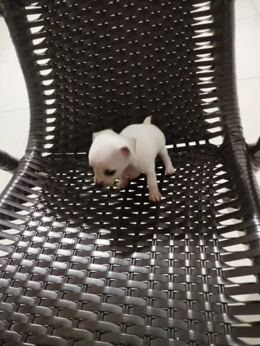 Pinscher branco raro macho