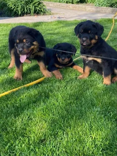 Rottweiler Um pet cheio de personalidade e amor