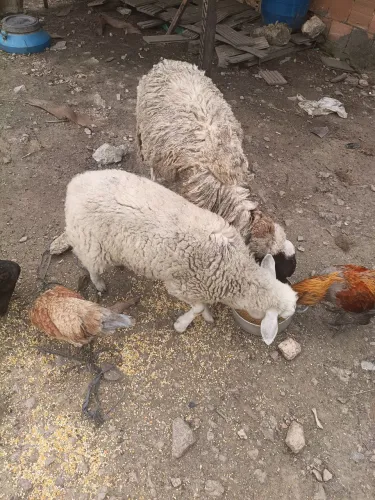 Carneira e filhote fêmea