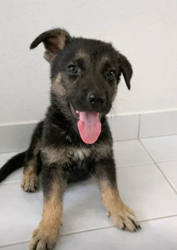 macho de pastor alemao