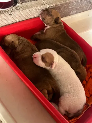 Filhotes de pitbull para reserva