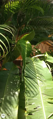 Muda de banana maçã original